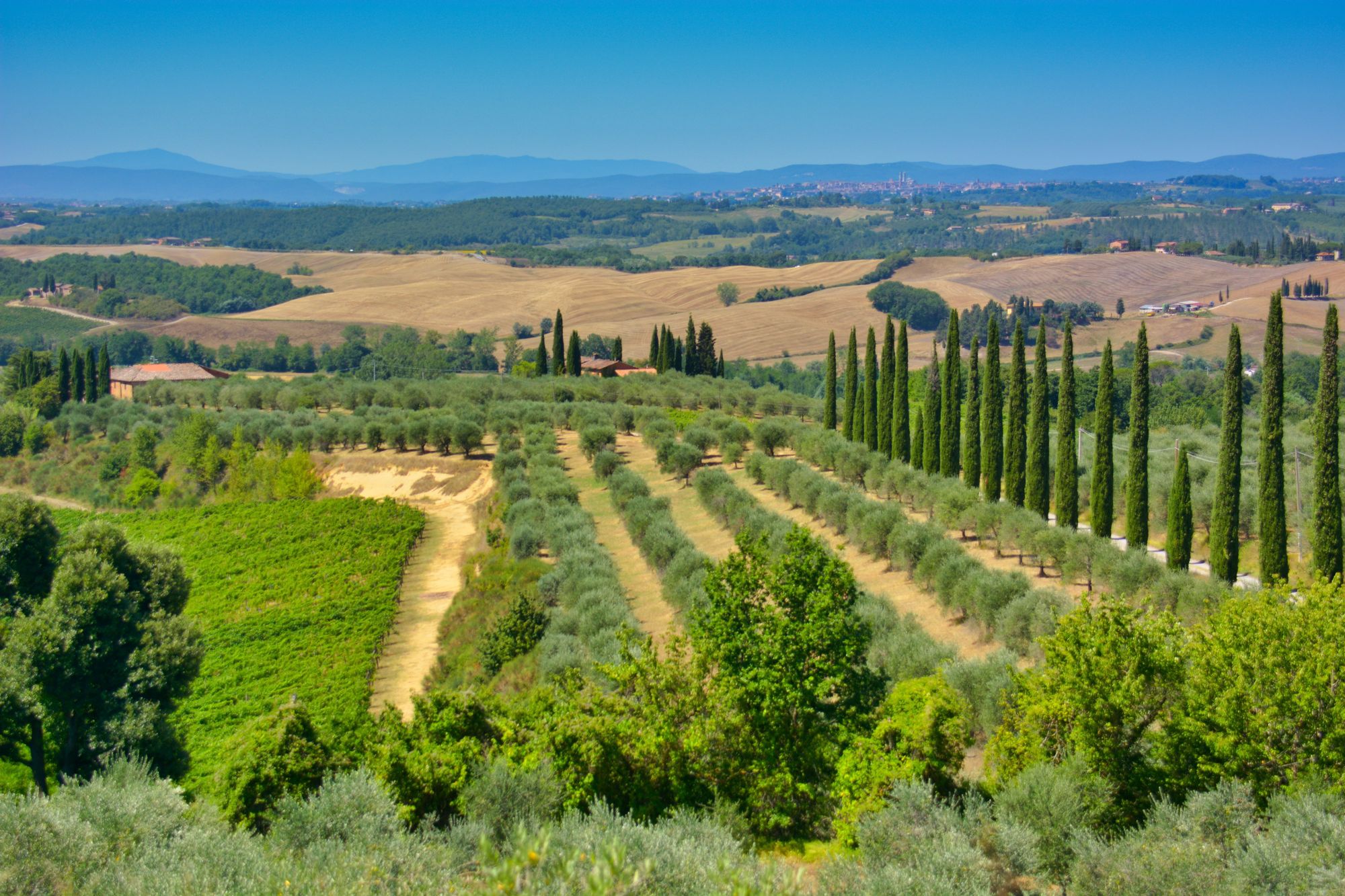 Rangs d'oliviers et allée de cyprès dans la campagne toscane